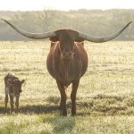 Texas longhorns for sale in Texas