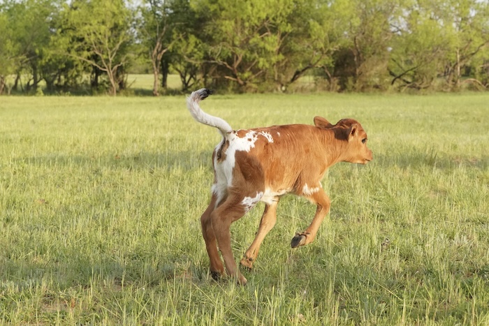 longhorn heifer for sale