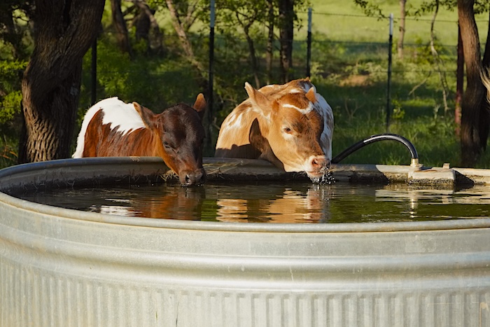 calves for sale