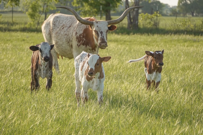 Texas longhorns for sale in Texas
