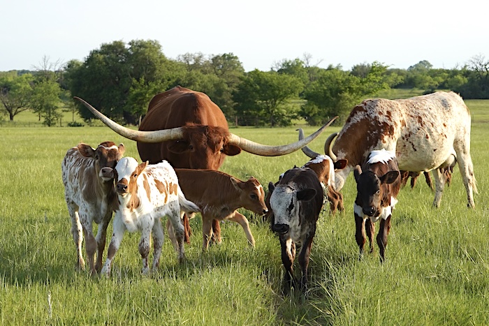 gvrlonghorns