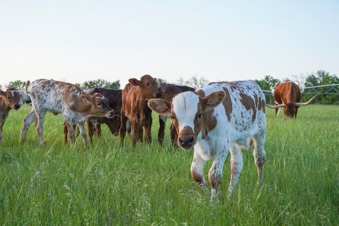 texas longhorn calves