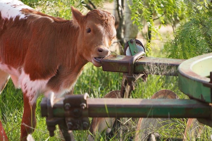 heifer calf for sale
