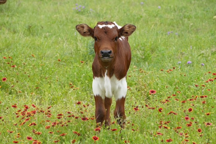 texas longhorn calf for sale