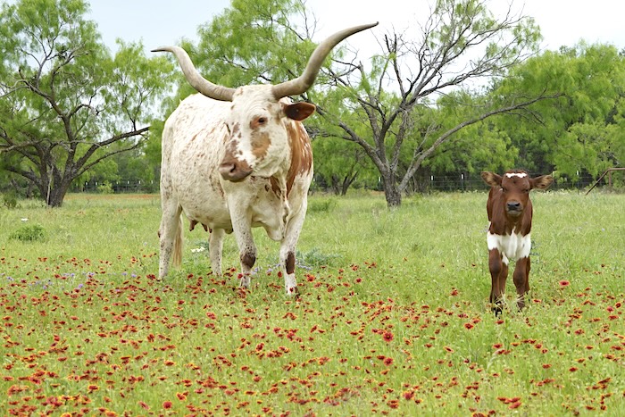 longhorn cow and calf