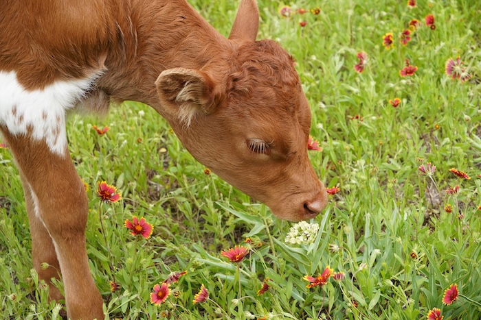 Texas Longhorns Contest