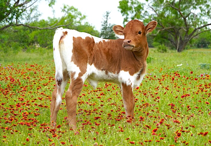 longhorn heifer