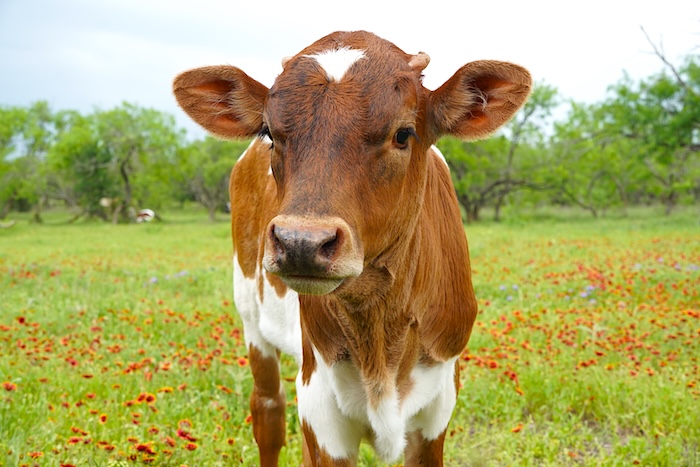 longhorn calf for sale