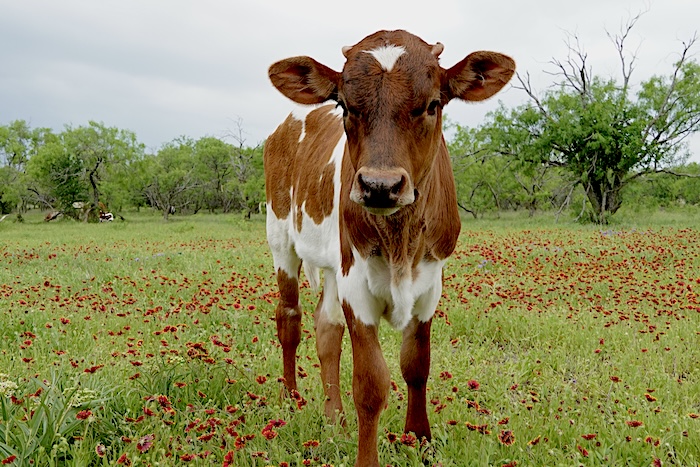 beautiful Texas longhorn calf