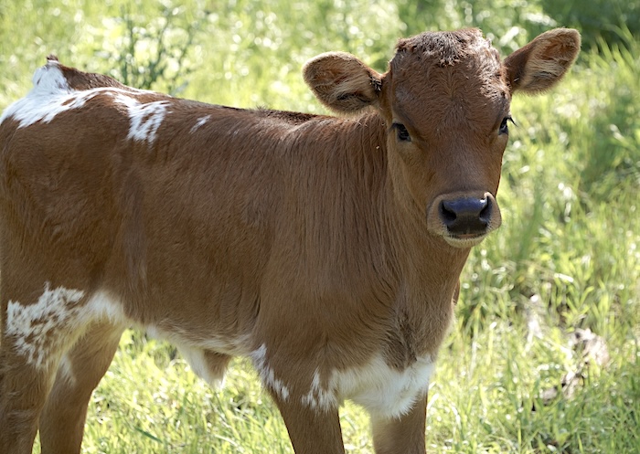 Texas longhorn heifer calf
