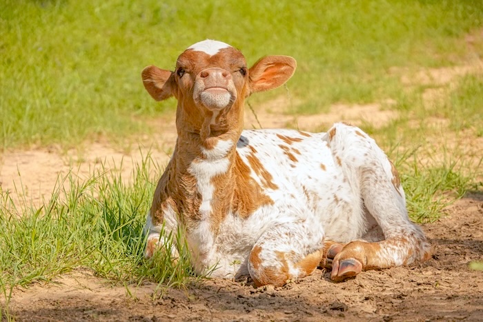 longhorn heifer