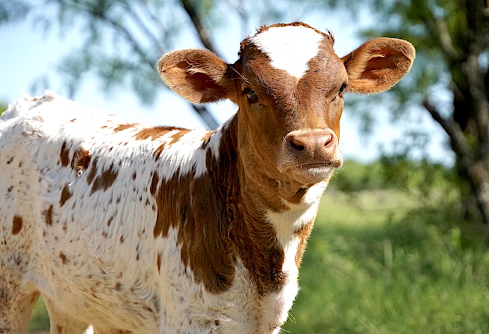 longhorn heifer calf for sale