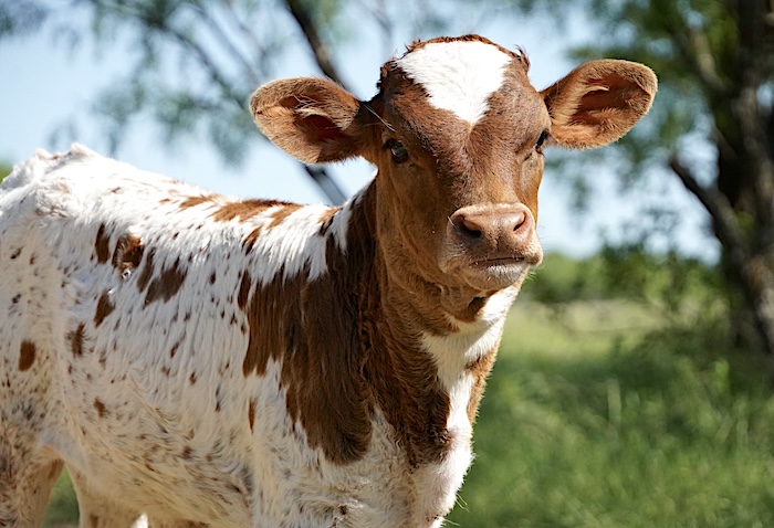 Texas longhorn heifer calf