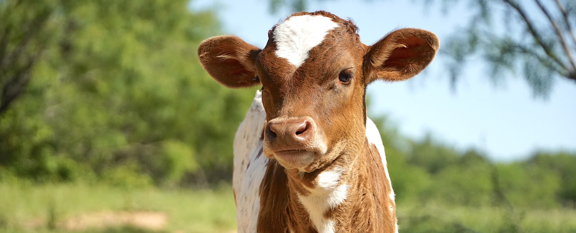 Texas longhorn heifer calf