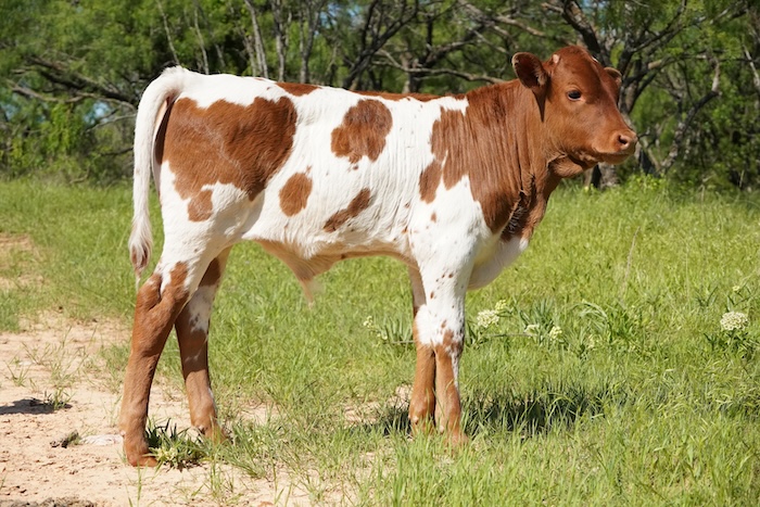 Texas longhorn calf