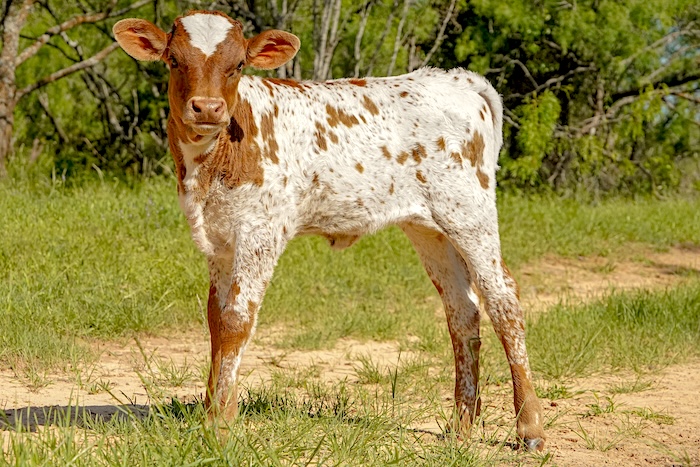 longhorn calf for sale
