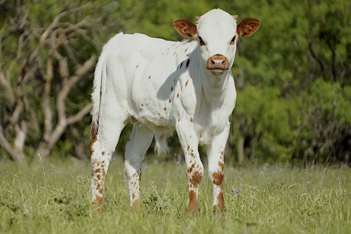 bull calf for sale