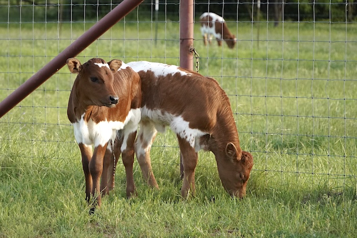 longhorn calves for sale