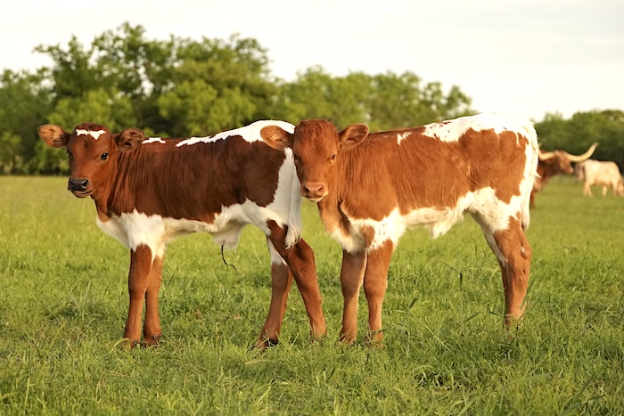 Texas longhorns contest