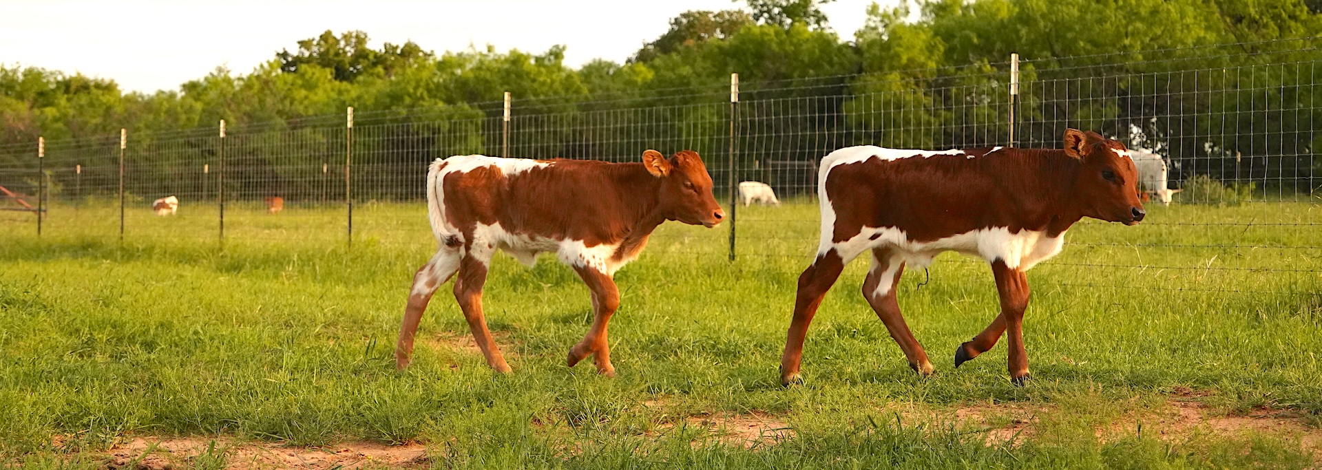 Texas longhorn calves for sale