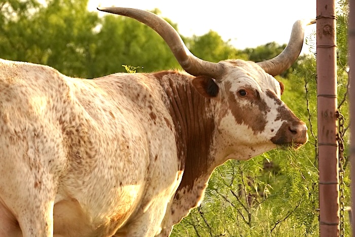 Texas Longhorns contest at GVRlonghorns