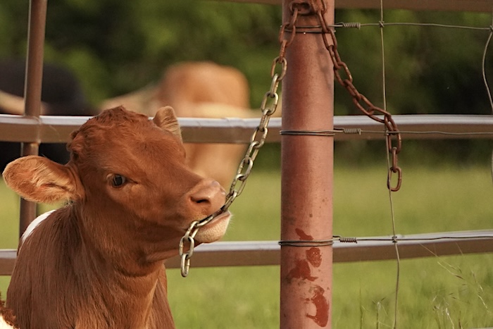 texas longhorn calf