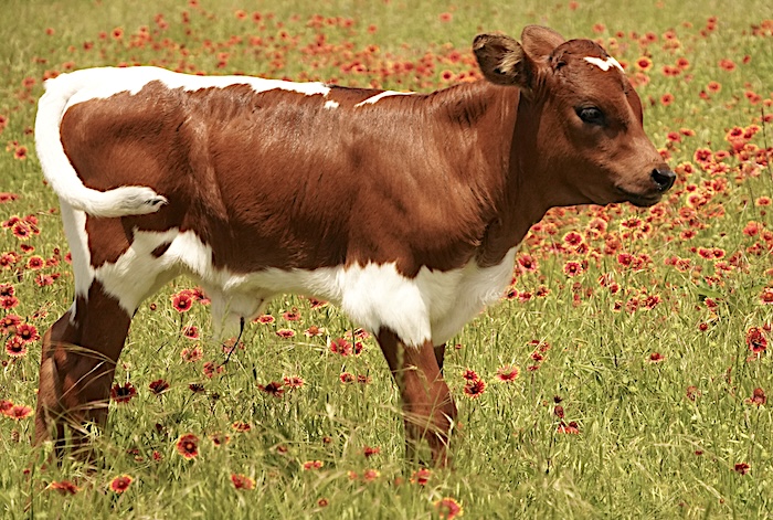 longhorn calf for sale