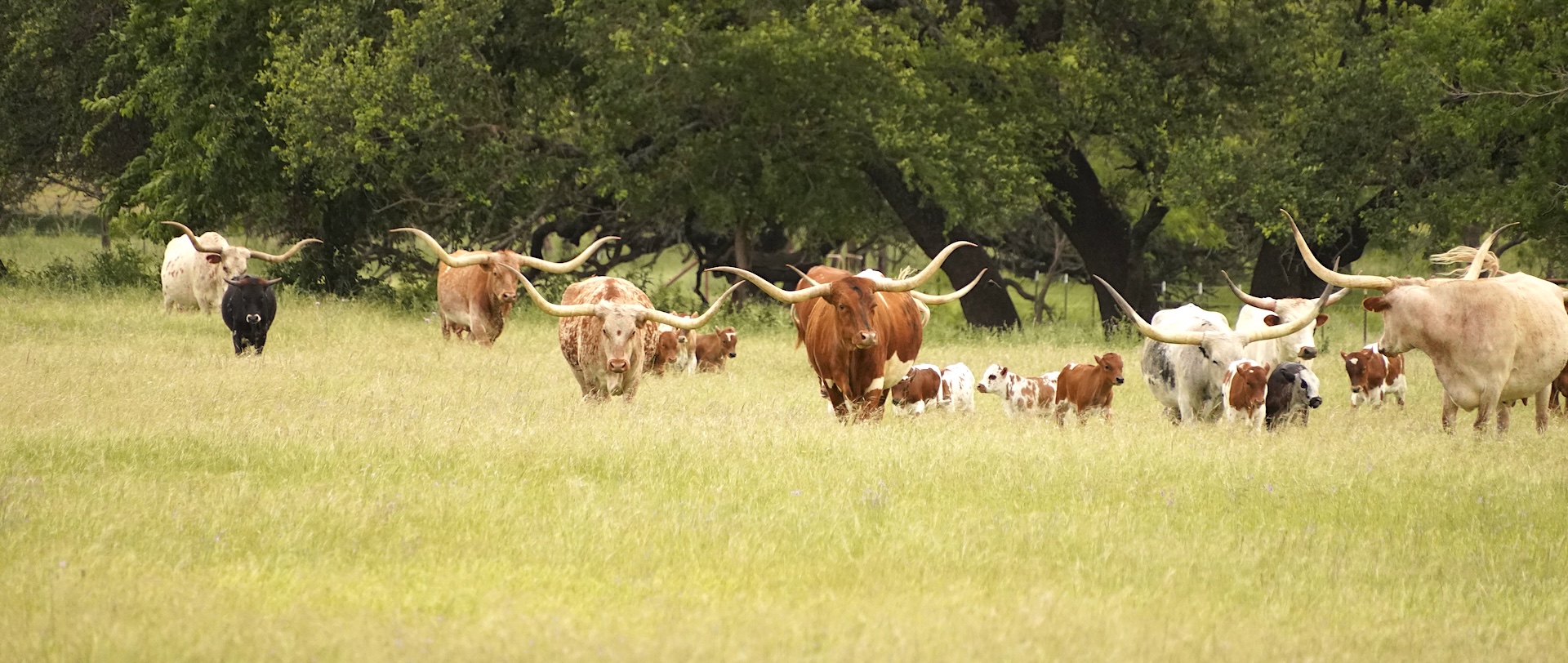 gvrlonghorns calves for sale