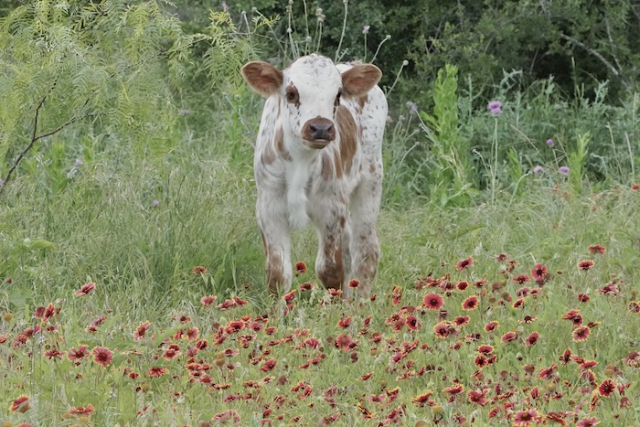 Texas Longhorn calf