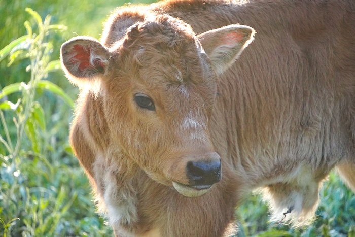 gvrlonghorns calf for sale
