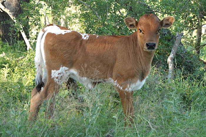 longhorn calf for sale