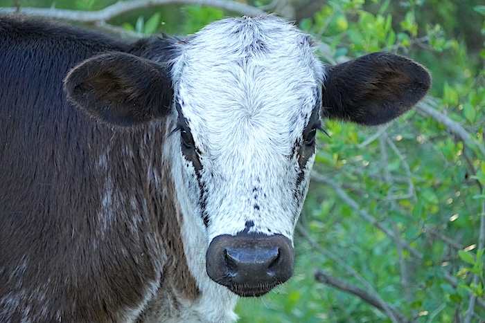 longhorn heifer calf
