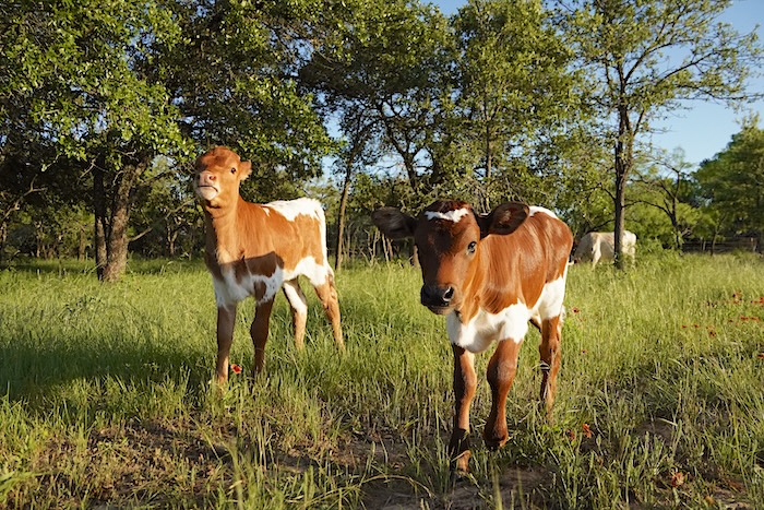 calves for sale in Texas