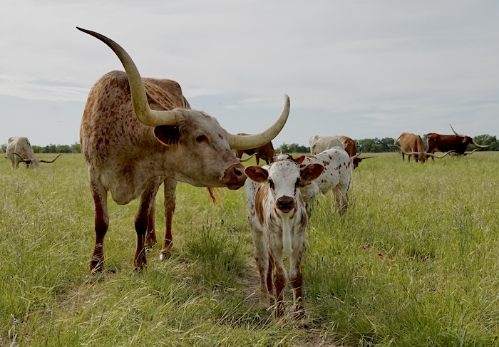 calves for sale in Texas
