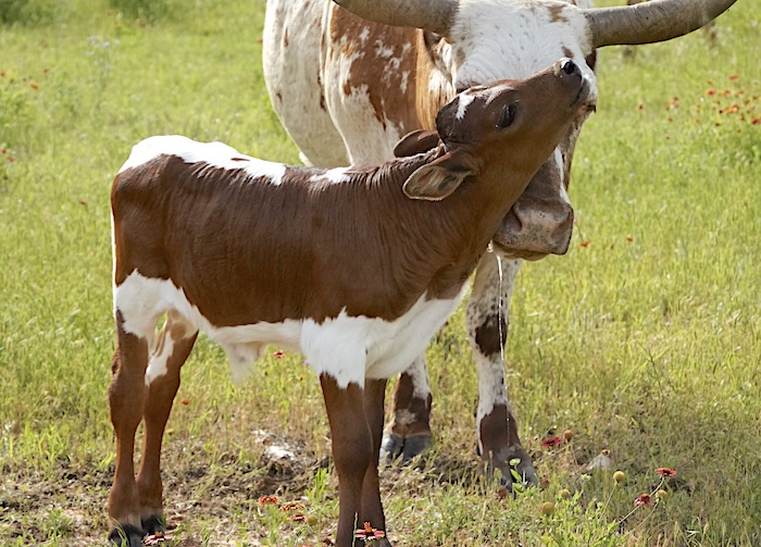 longhorn calf for sale in Texas