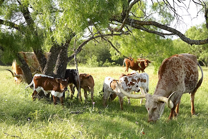 longhorn calves