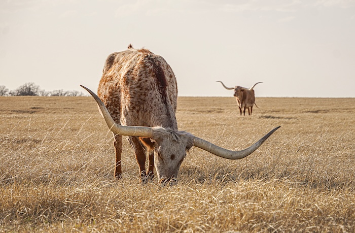Texas longhorn cattle for sale in Texas
