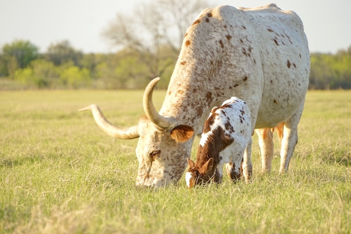 longhorn cow and calf for sale