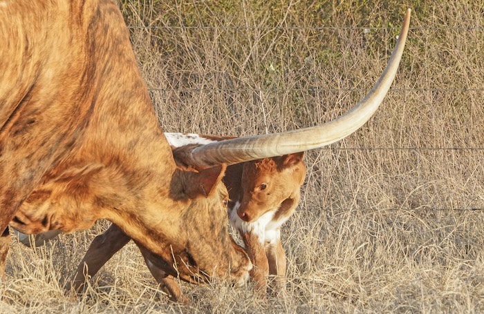 Texas longhorns contest