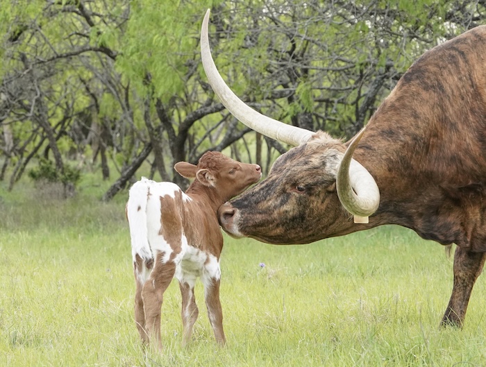 sweetpepper and calf