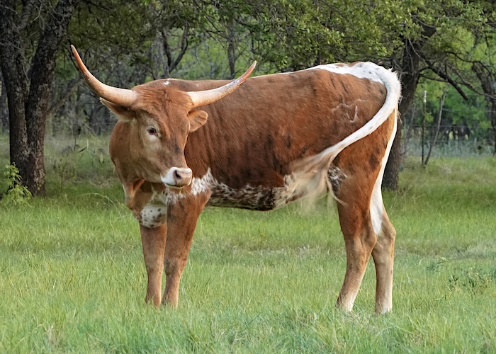 Texas longhorns for sale