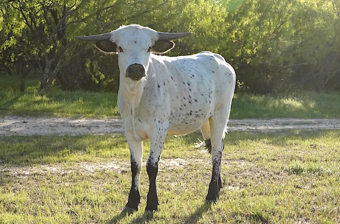 Texas longhorn heifer sold