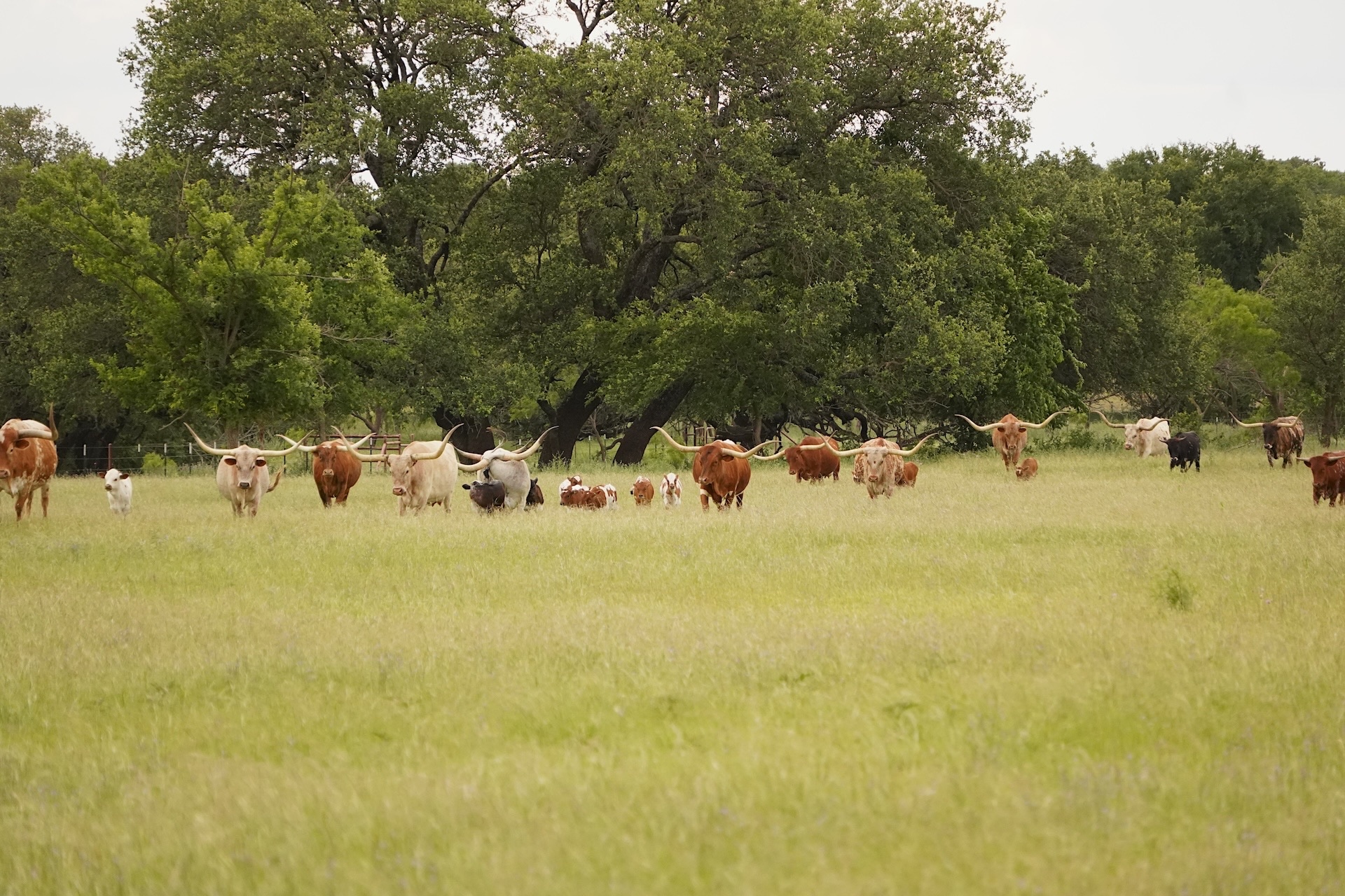 Texas Longhorns for sale in Texas