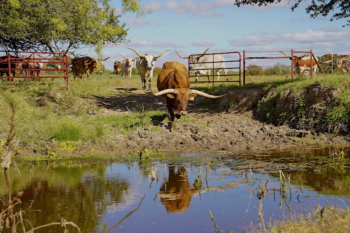 Texas longhorn cattle in Texas