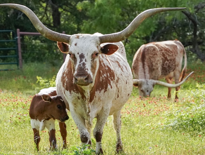 Texa longhorn cow 