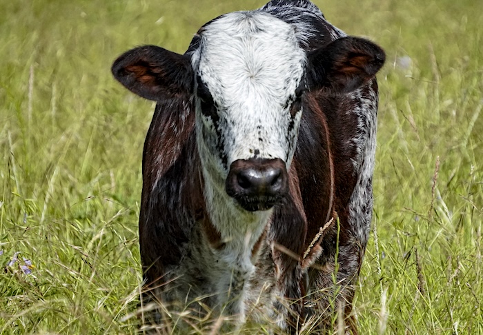 longhorn heifer for sale
