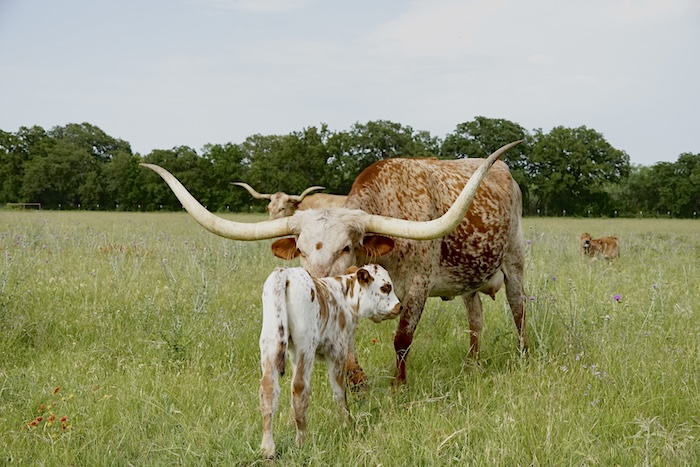 Texas longhorn salebarn