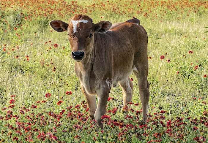 longhorn heifer for sale