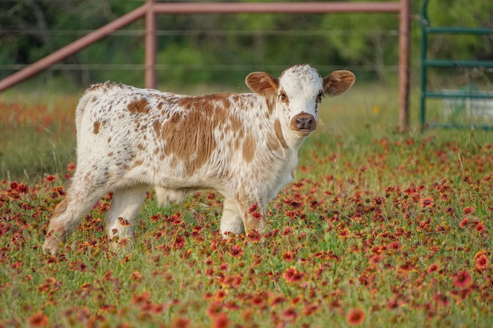 baby longhorn for sale