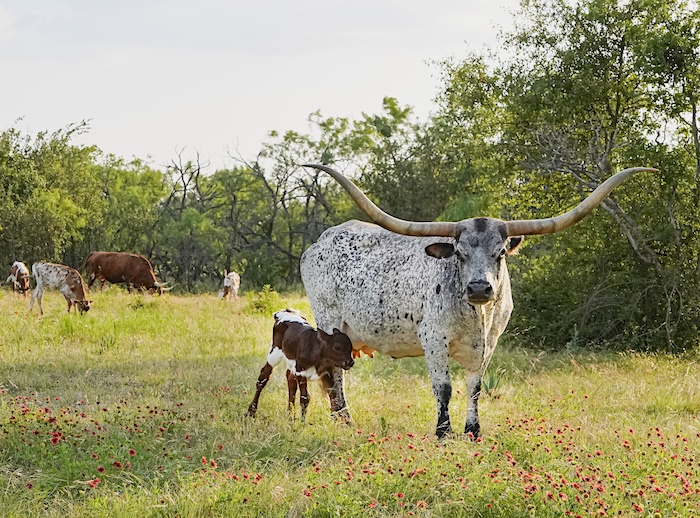 Texas Longhorns for sale